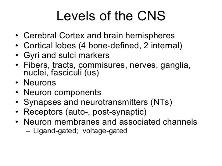 neuroanatomy