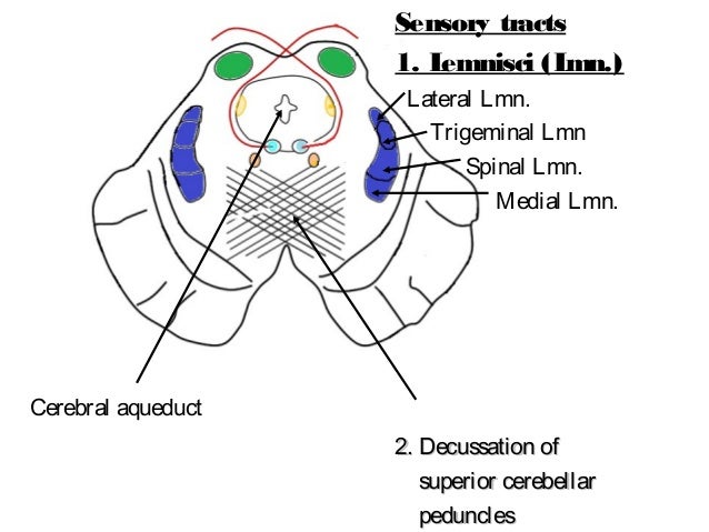 Midbrain And Cerebellum