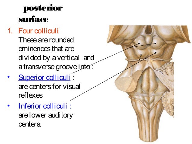 Inferior Colliculus Function Inferior Colliculus Function