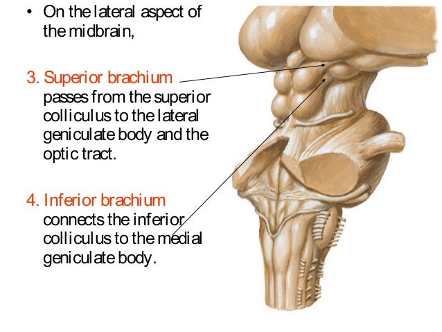 Midbrain And Cerebellum Midbrain And Cerebellum