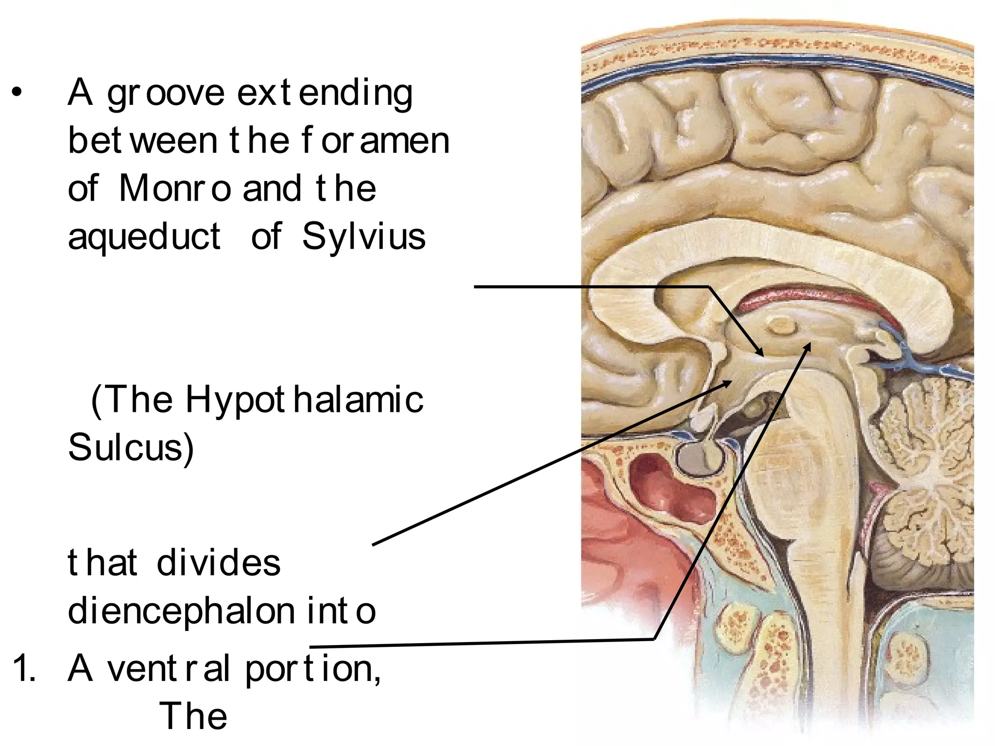 Diencephalon | PPT