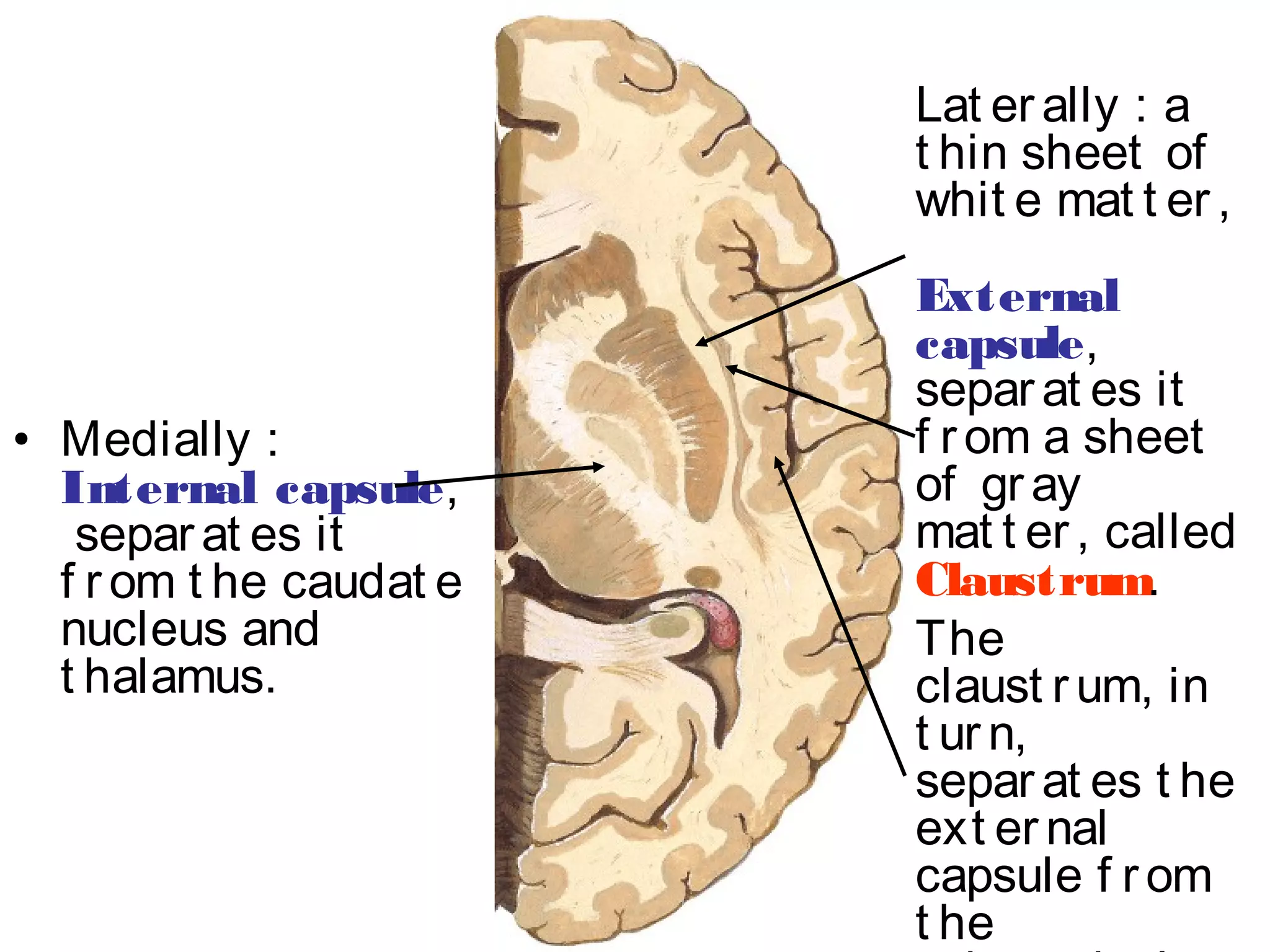Basal Ganglia, Reticular Formation, Limbic System | PPT