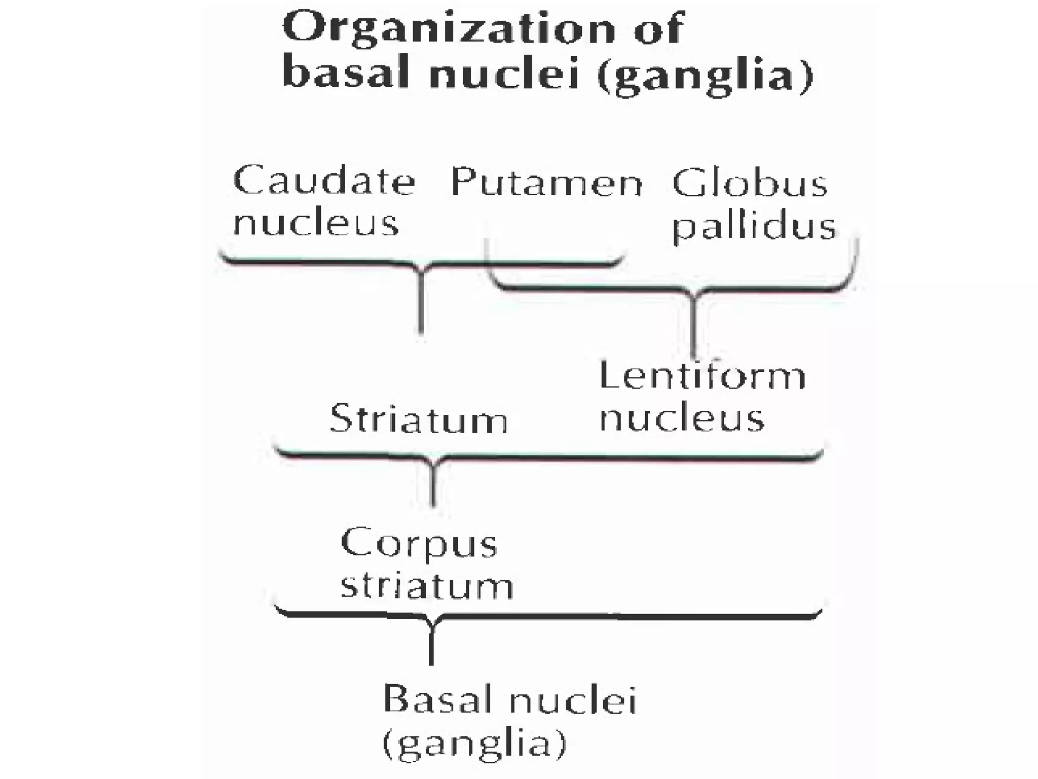 Basal Ganglia, Reticular Formation, Limbic System | PPT