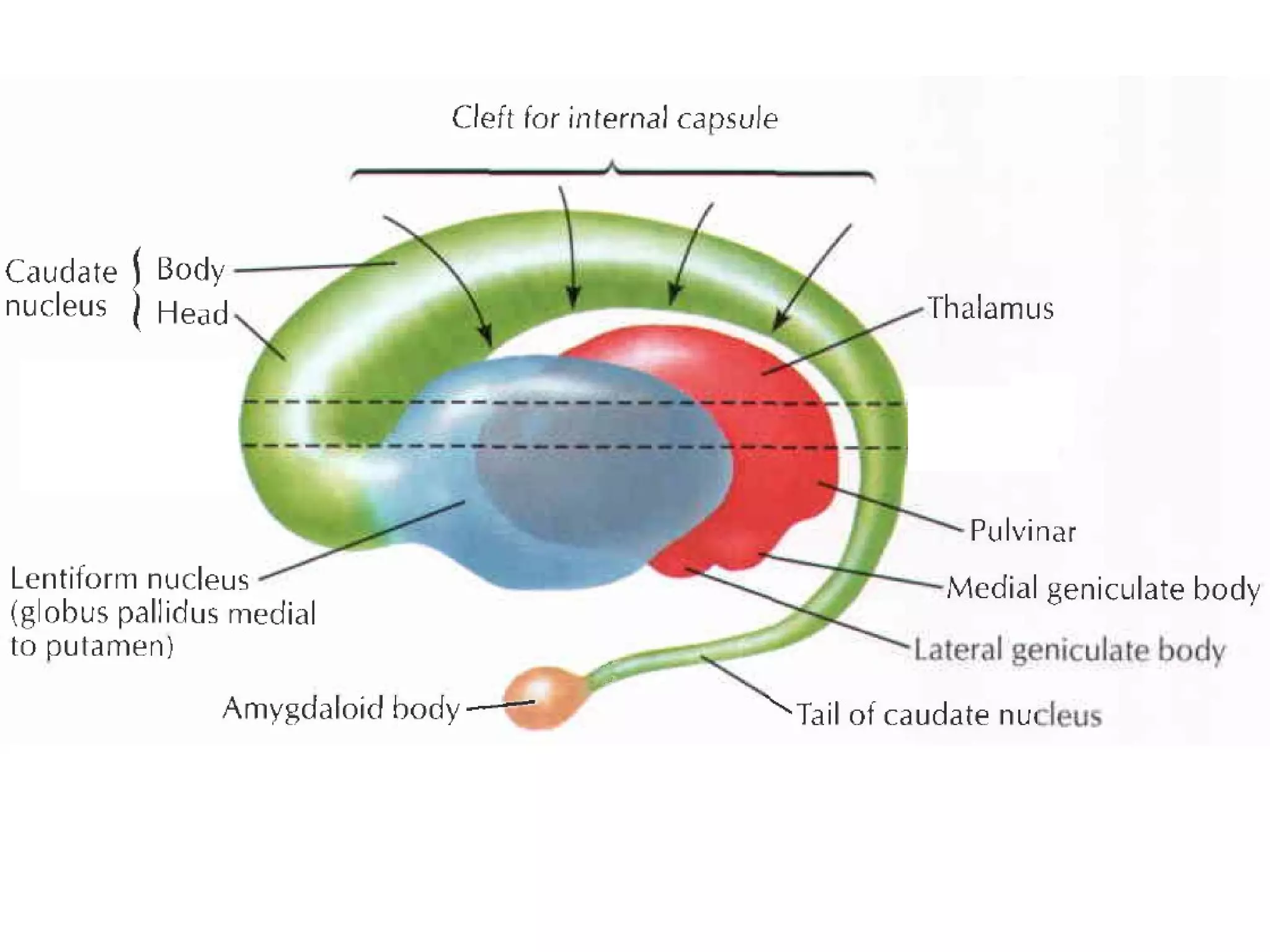 Basal Ganglia, Reticular Formation, Limbic System | PPT