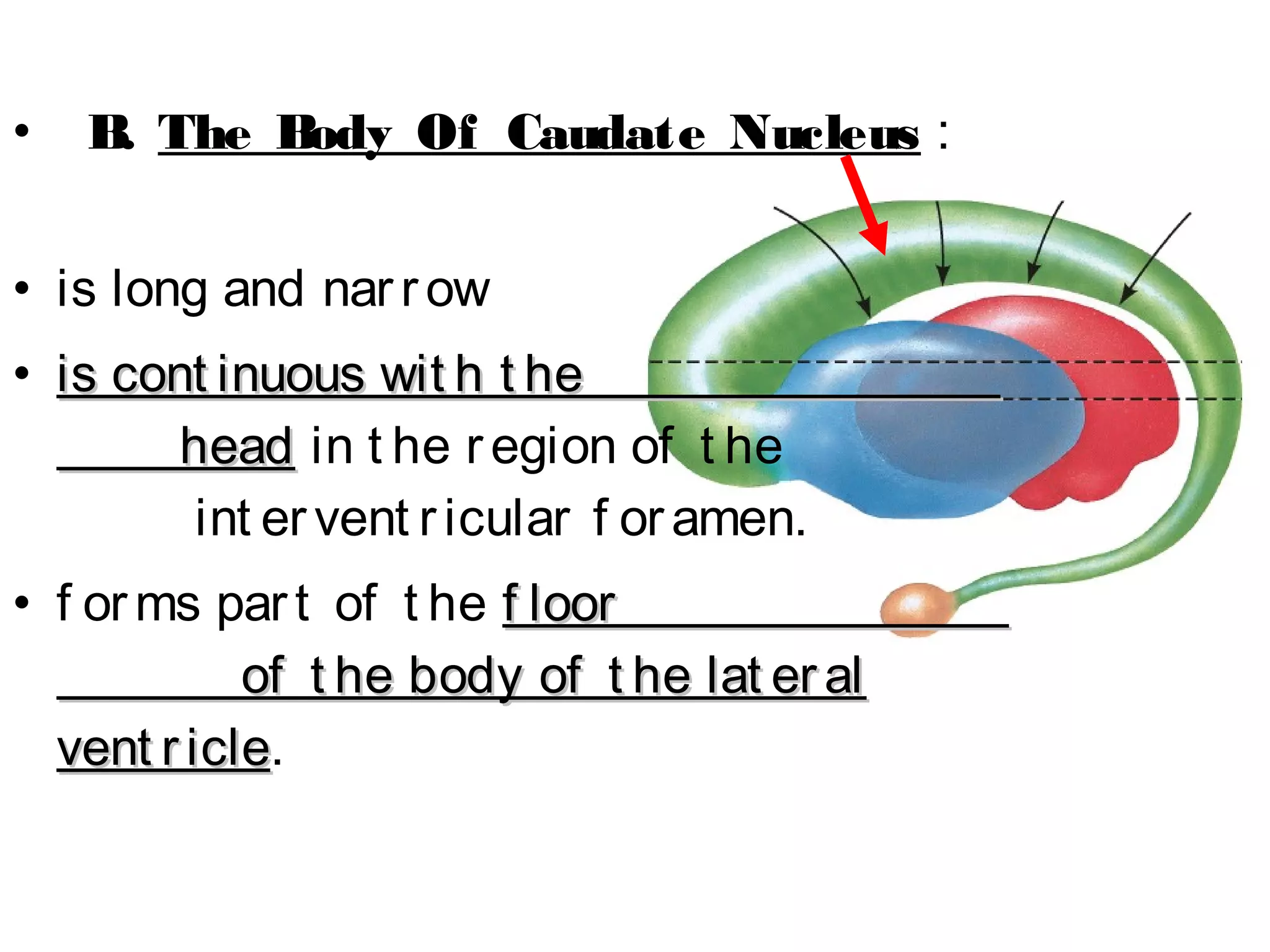 Basal Ganglia, Reticular Formation, Limbic System | PPT