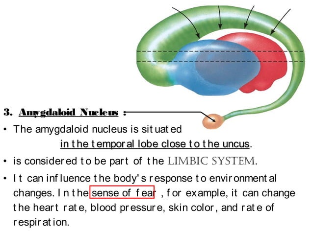 Basal Ganglia, Reticular Formation, Limbic System | PPT