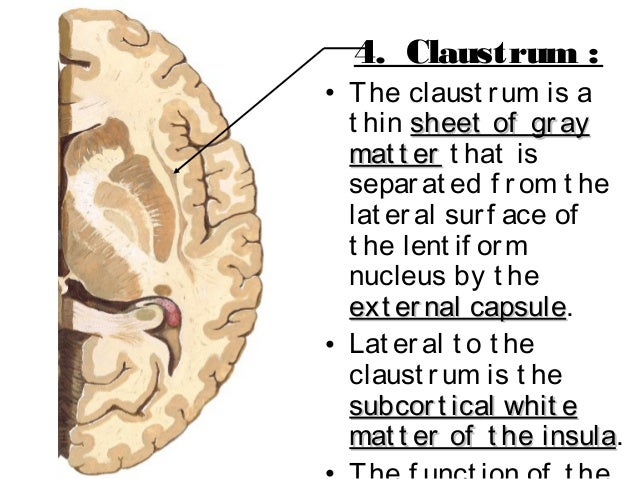 The Reticular Formation Limbic System And Basal Ganglia BrainMind.com