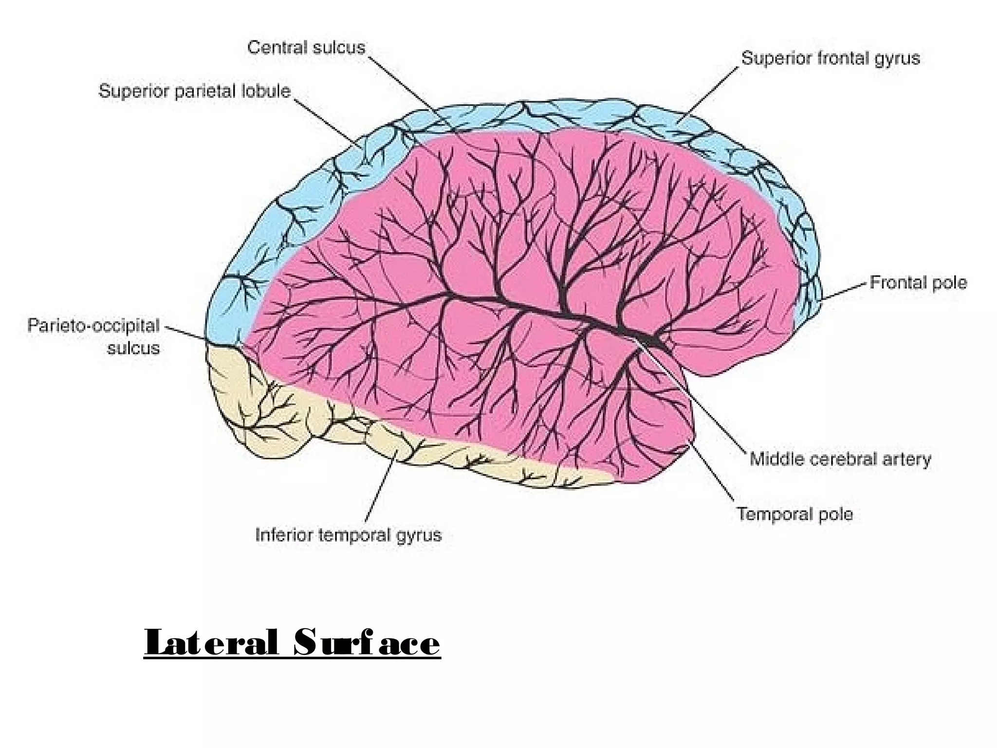 Lateral Surface
 
