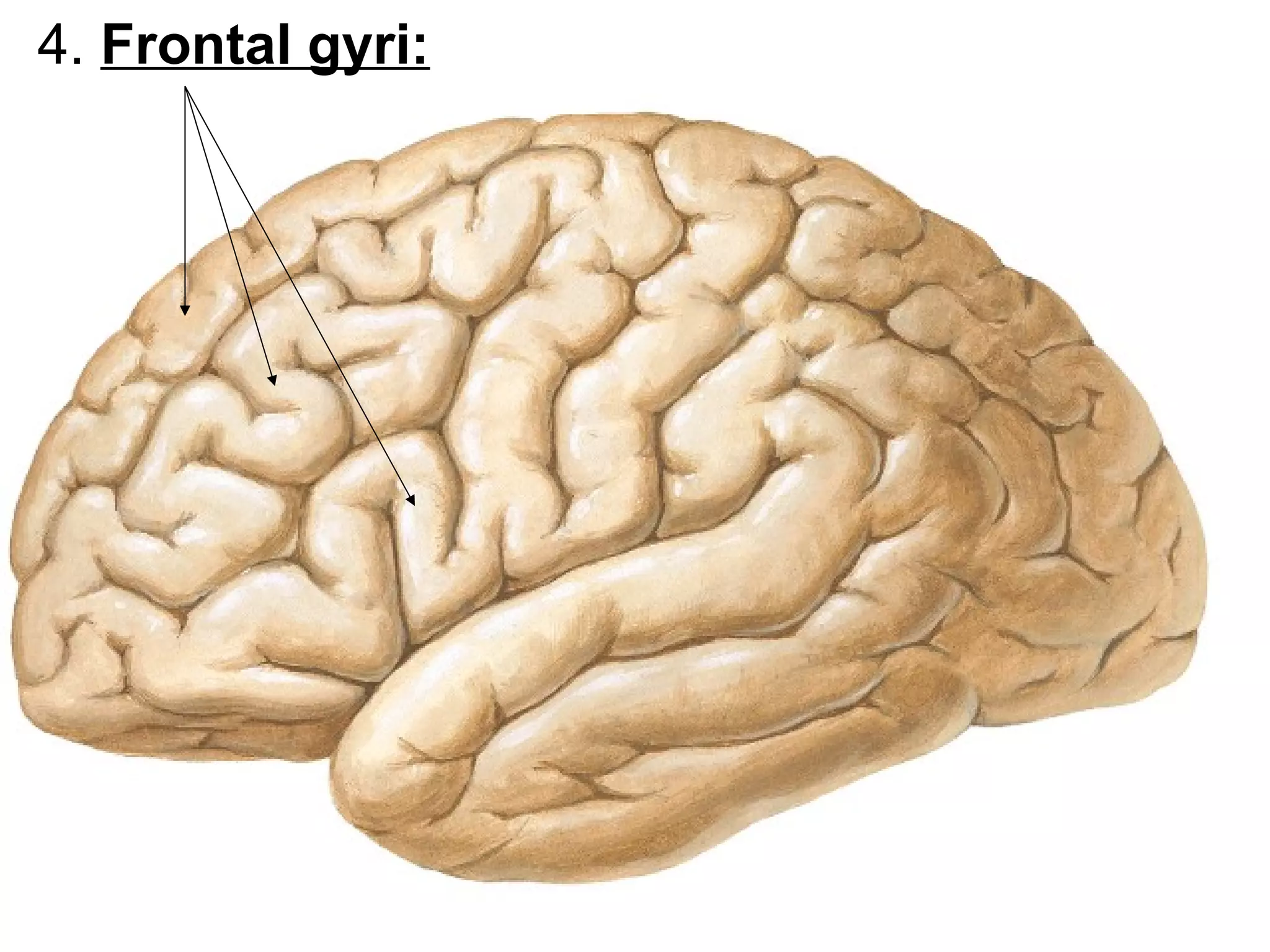 4. Frontal gyri:
 