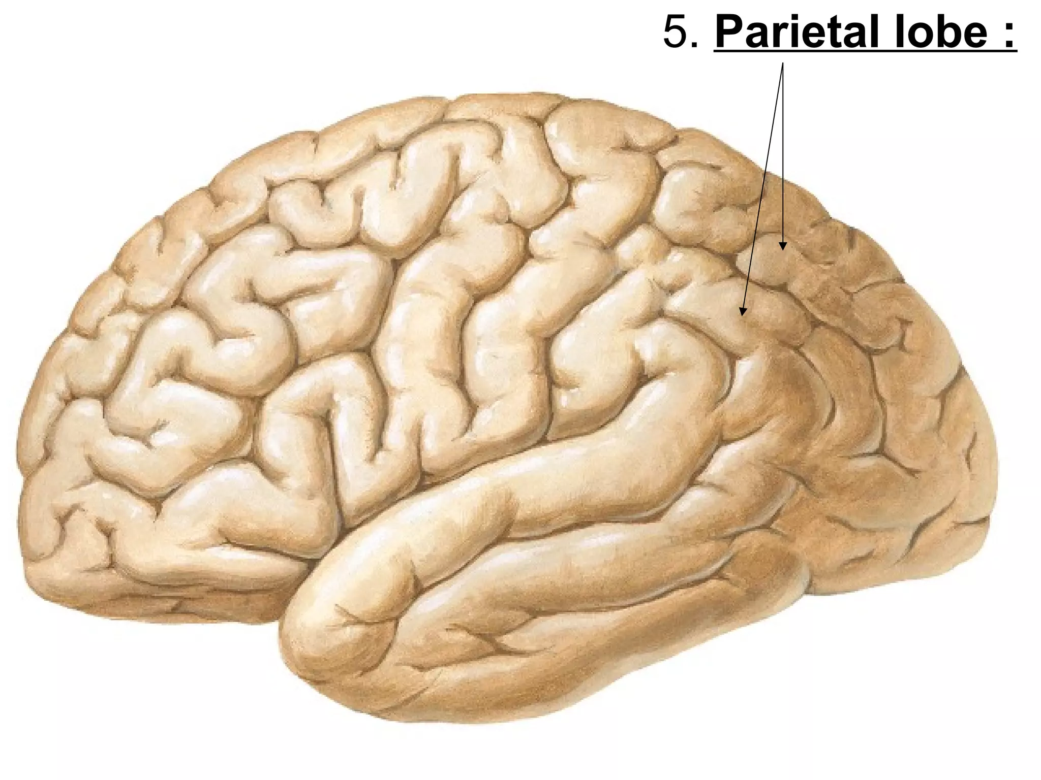 5. Parietal lobe :
 