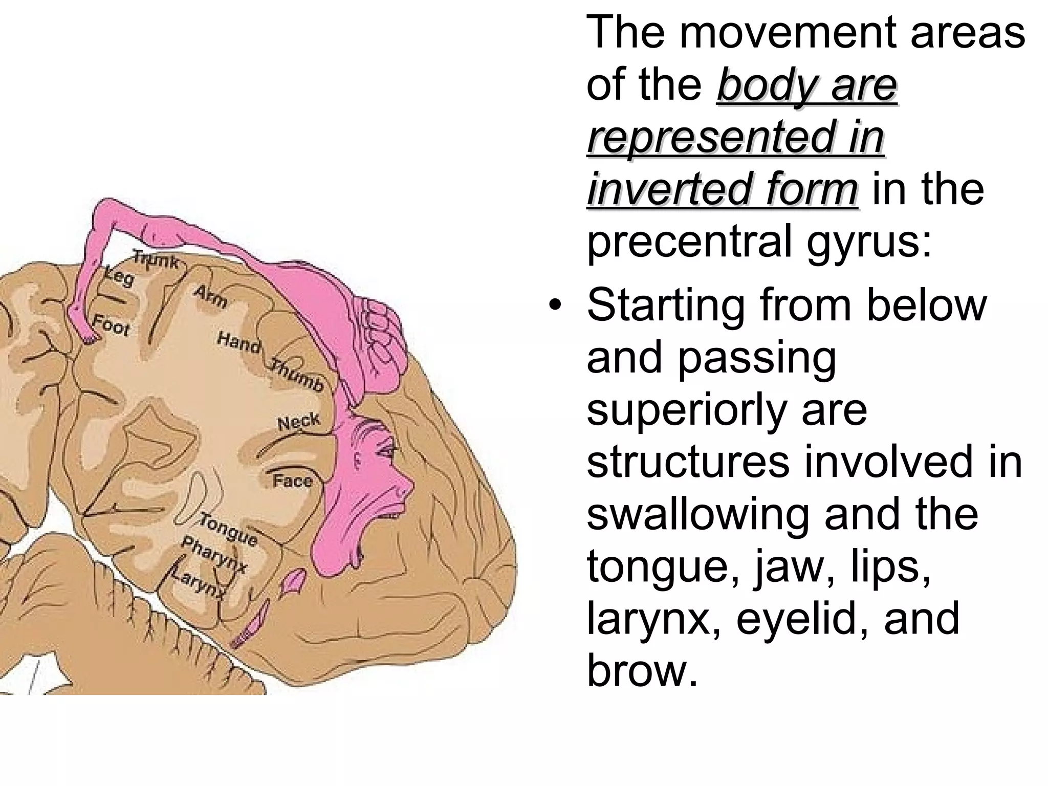 The movement areas
of the body arebody are
represented inrepresented in
inverted forminverted form in the
precentral gyrus:
• Starting from below
and passing
superiorly are
structures involved in
swallowing and the
tongue, jaw, lips,
larynx, eyelid, and
brow.
 