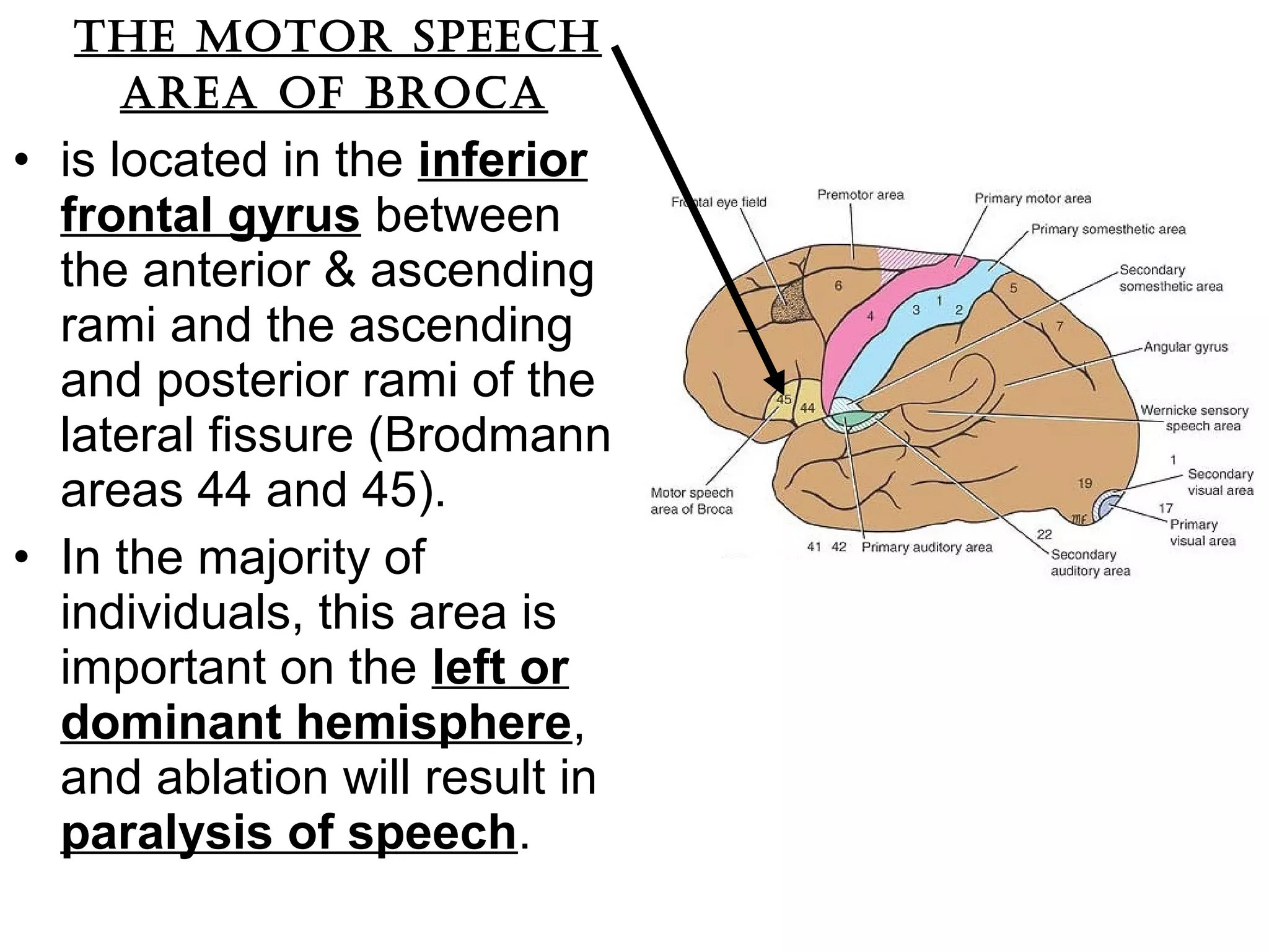 thE motor spEEch
arEa oF broca
• is located in the inferior
frontal gyrus between
the anterior & ascending
rami and the ascending
and posterior rami of the
lateral fissure (Brodmann
areas 44 and 45).
• In the majority of
individuals, this area is
important on the left or
dominant hemisphere,
and ablation will result in
paralysis of speech.
 