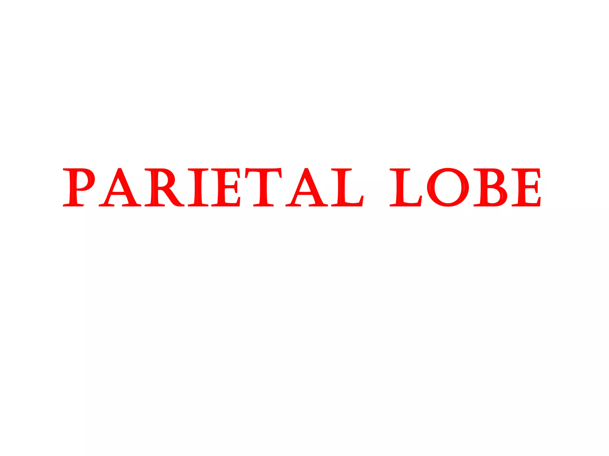 pariEtal lobE
 