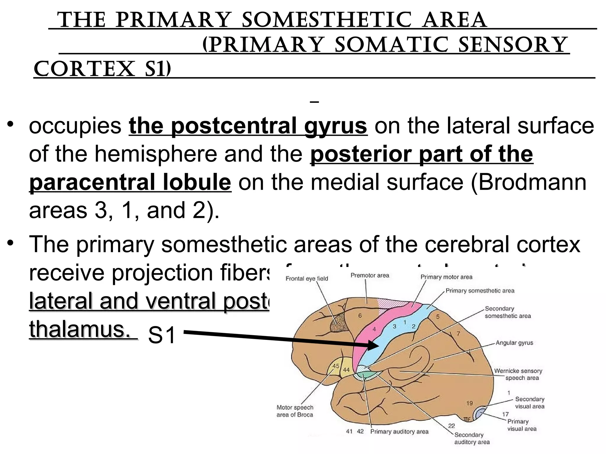 thE primary somEsthEtic arEa
(primary somatic sEnsory
cortEx s1)
• occupies the postcentral gyrus on the lateral surface
of the hemisphere and the posterior part of the
paracentral lobule on the medial surface (Brodmann
areas 3, 1, and 2).
• The primary somesthetic areas of the cerebral cortex
receive projection fibers from the ventral posteriorventral posterior
lateral and ventral posterior medial nuclei of thelateral and ventral posterior medial nuclei of the
thalamus.thalamus. S1
 