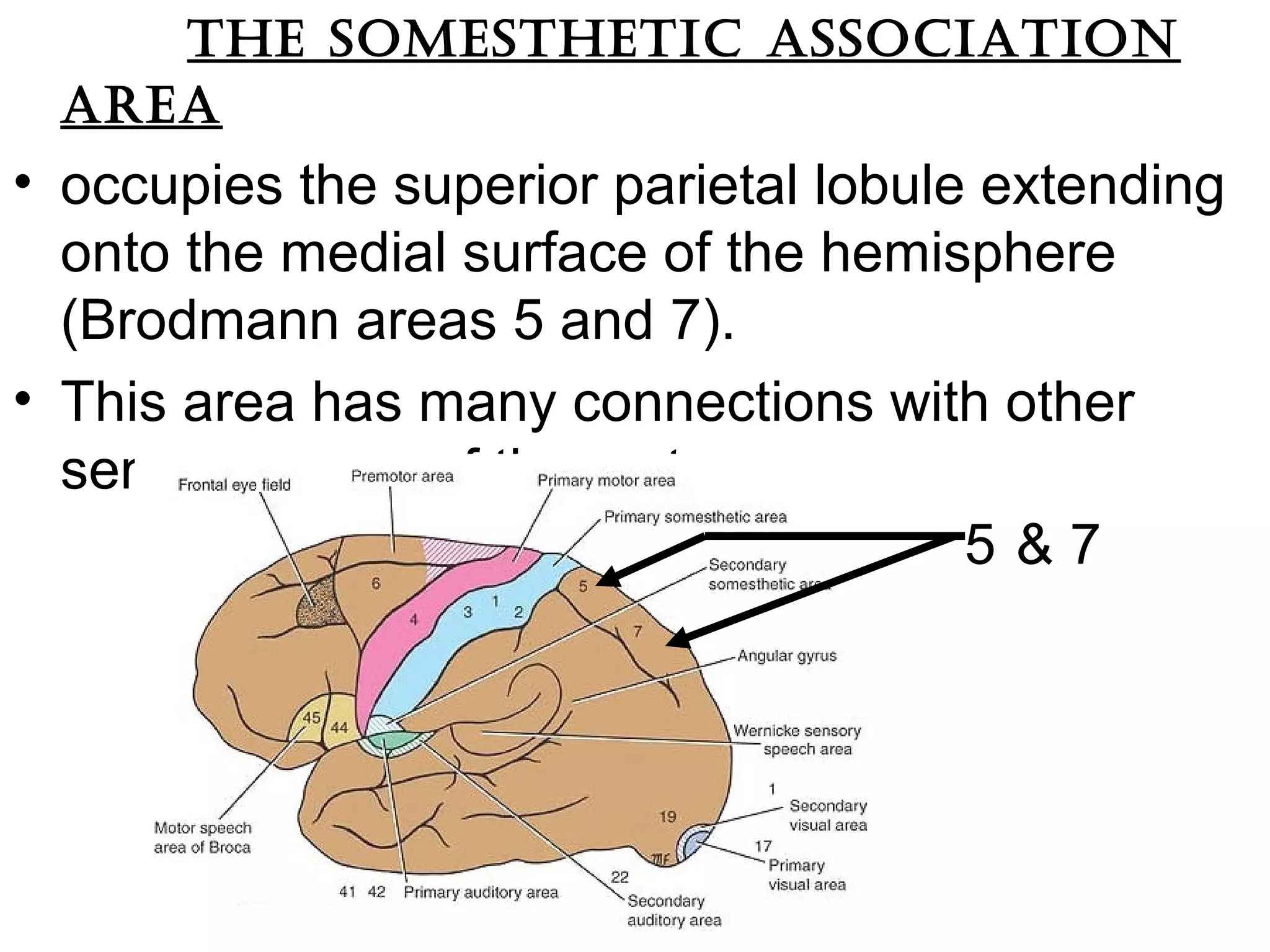 thE somEsthEtic association
arEa
• occupies the superior parietal lobule extending
onto the medial surface of the hemisphere
(Brodmann areas 5 and 7).
• This area has many connections with other
sensory areas of the cortex.
5 & 7
 
