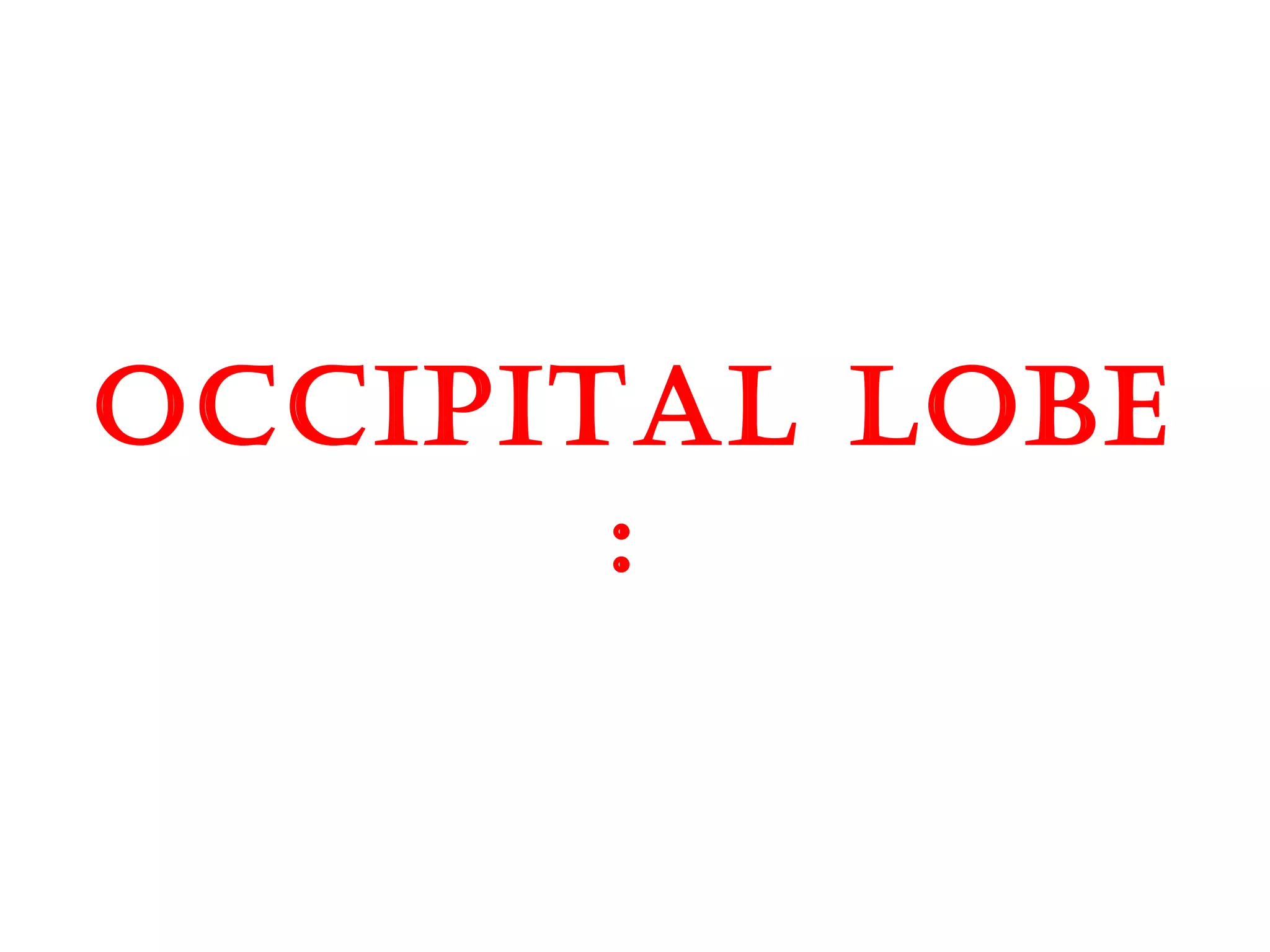 occipital lobE
:
 