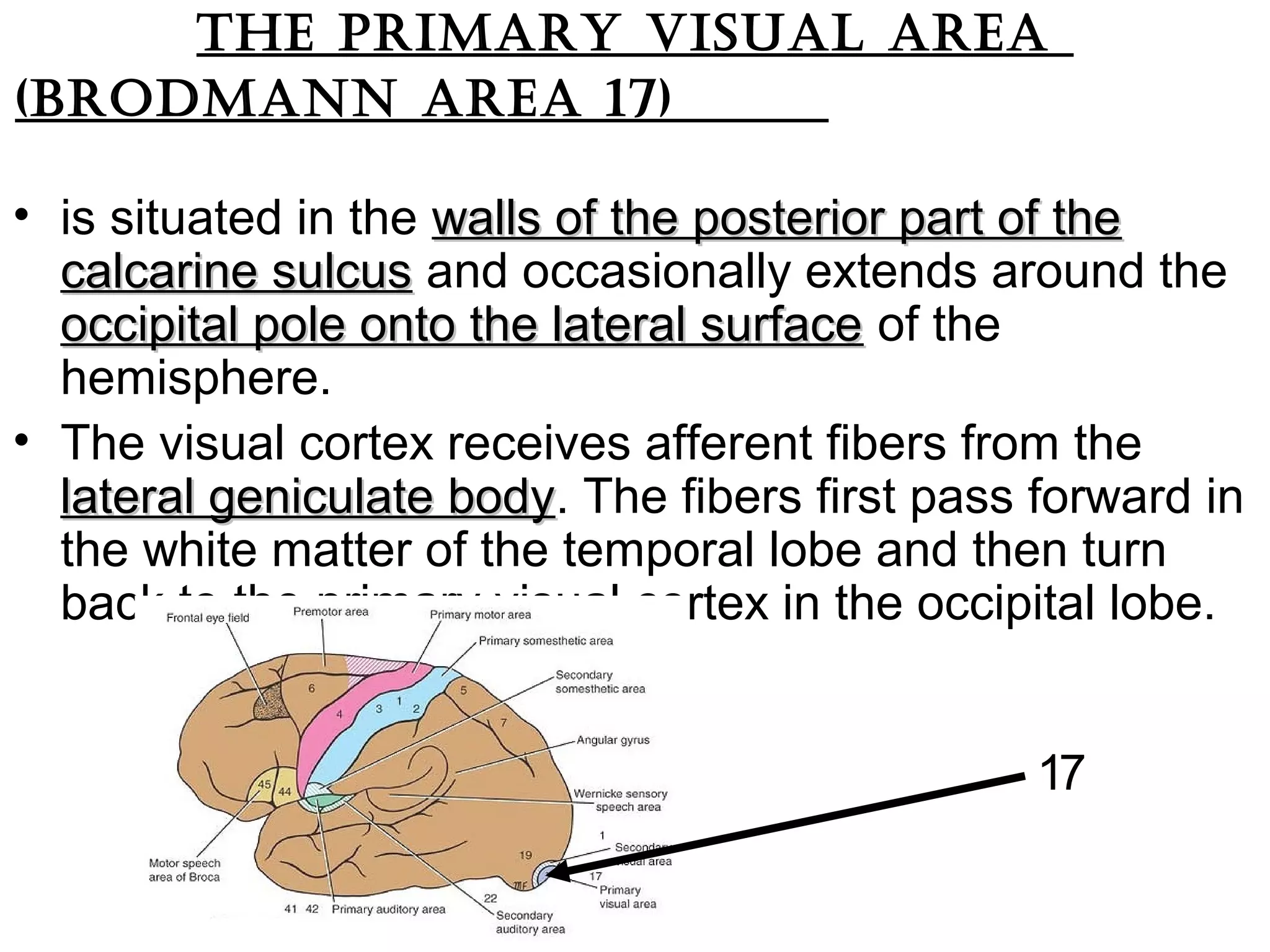 thE primary visual arEa
(brodmann arEa 17)
• is situated in the walls of the posterior part of thewalls of the posterior part of the
calcarine sulcuscalcarine sulcus and occasionally extends around the
occipital pole onto the lateral surfaceoccipital pole onto the lateral surface of the
hemisphere.
• The visual cortex receives afferent fibers from the
lateral geniculate bodylateral geniculate body. The fibers first pass forward in
the white matter of the temporal lobe and then turn
back to the primary visual cortex in the occipital lobe.
17
 