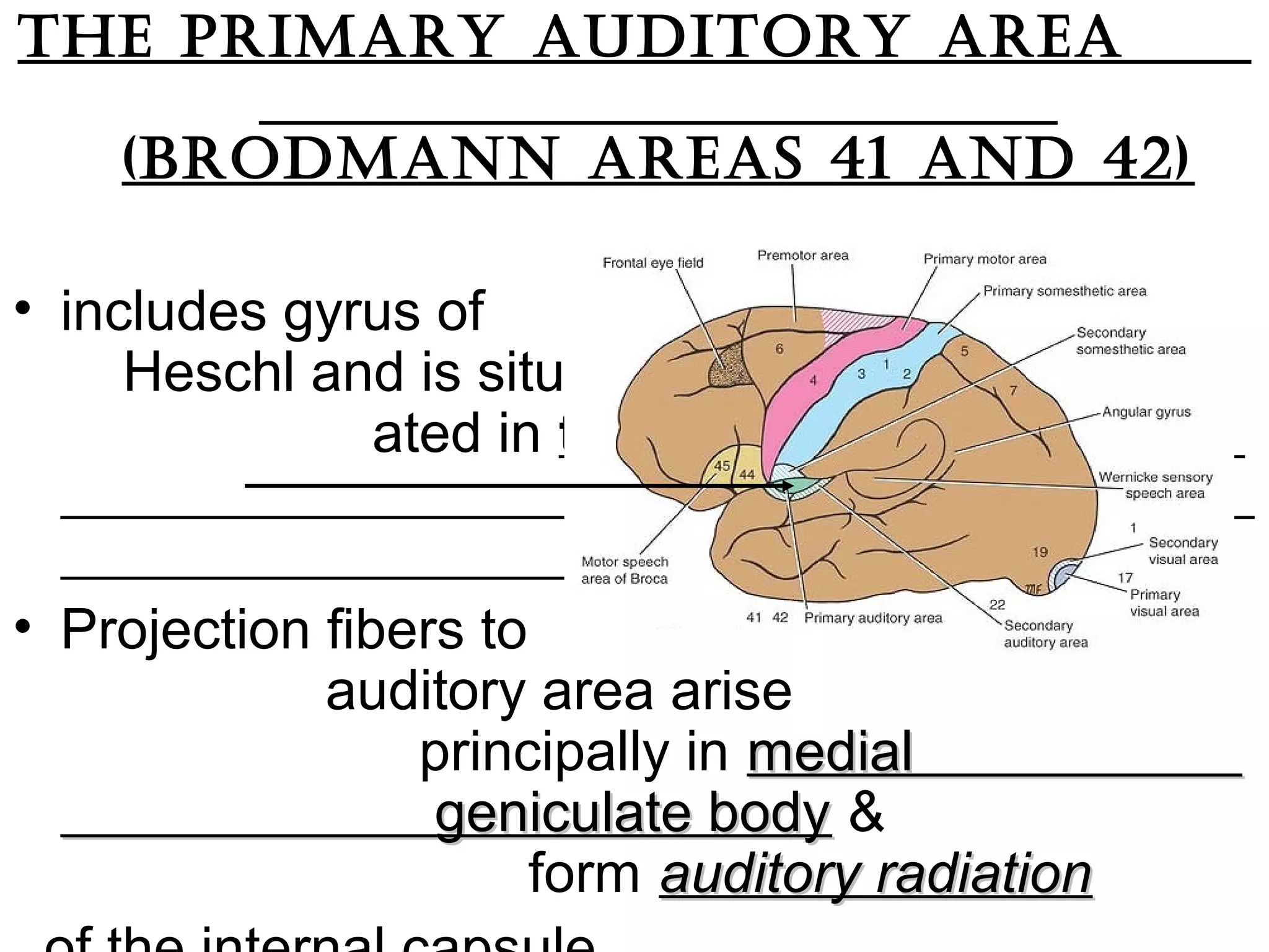 thE primary auditory arEa
(brodmann arEas 41 and 42)
• includes gyrus of
Heschl and is situ-
ated in the inferior
wall of the lateral
sulcus.
• Projection fibers to
auditory area arise
principally in medialmedial
geniculate bodygeniculate body &
form auditory radiationauditory radiation
 