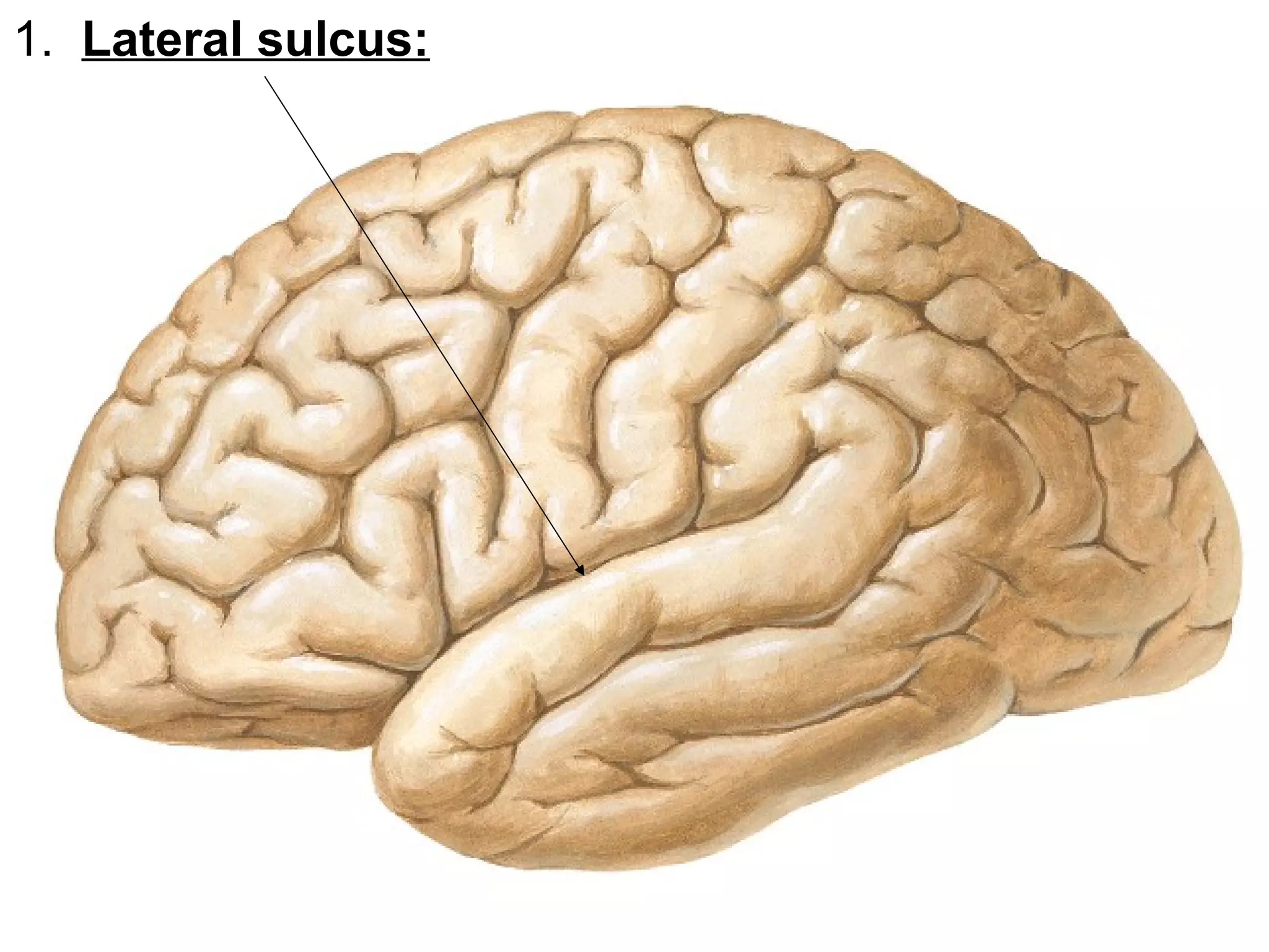 1. Lateral sulcus:
 