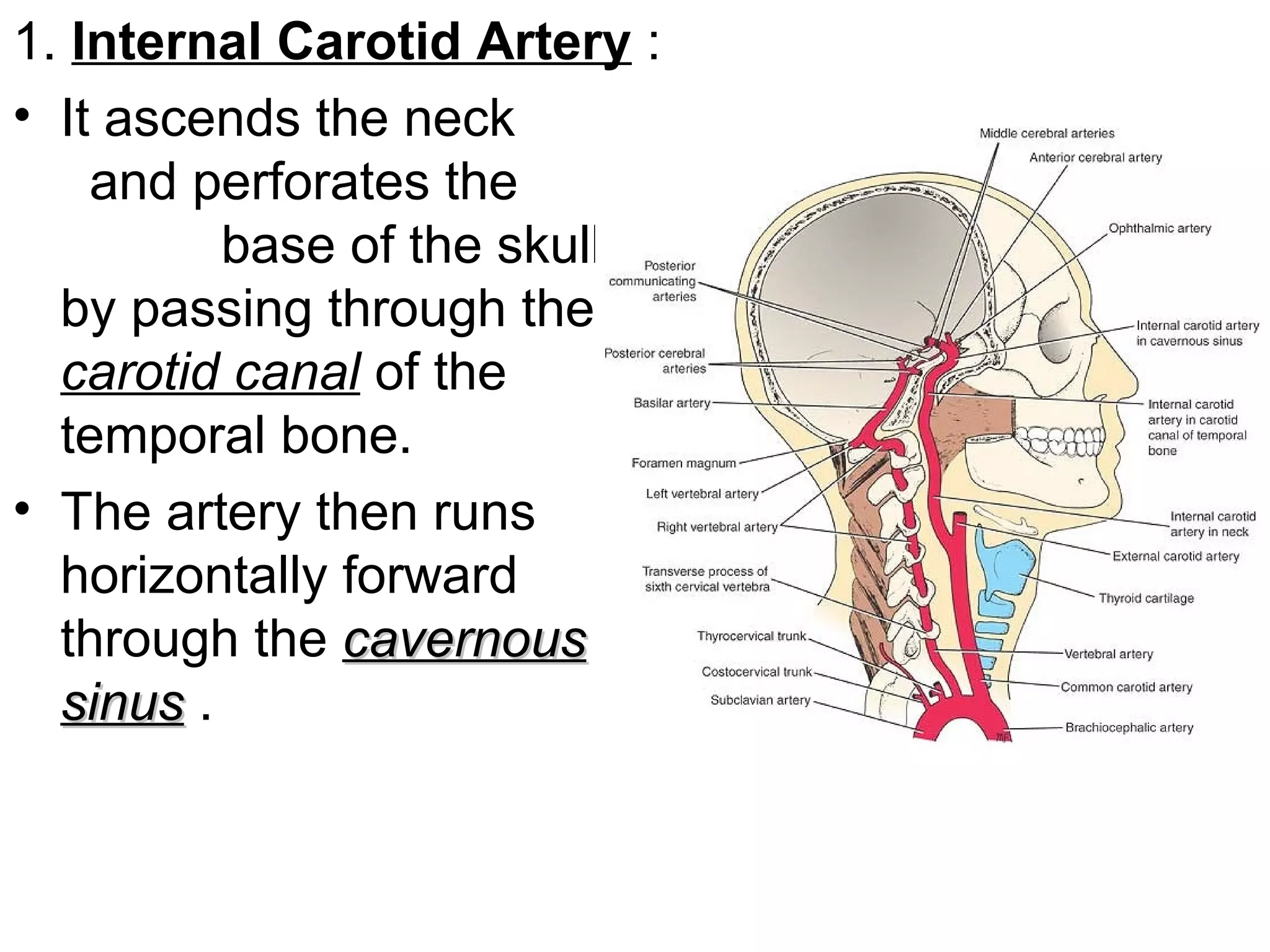 1. Internal Carotid Artery :
• It ascends the neck
and perforates the
base of the skull
by passing through the
carotid canal of the
temporal bone.
• The artery then runs
horizontally forward
through the cavernouscavernous
sinussinus .
 
