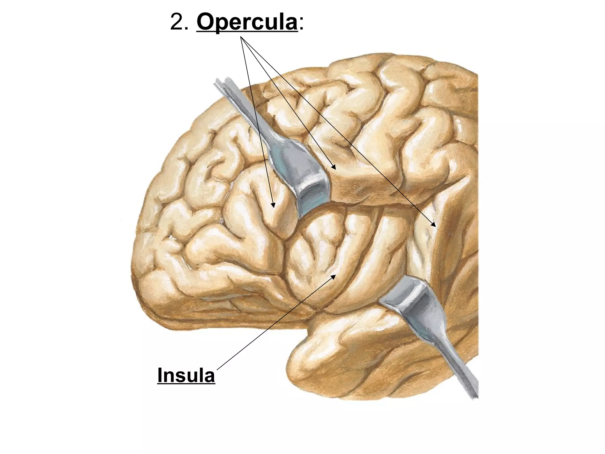 2. Opercula:
Insula
 