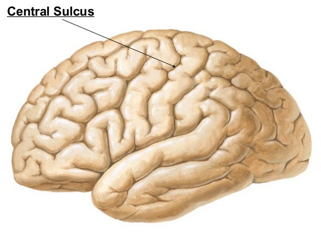 cerebrum
