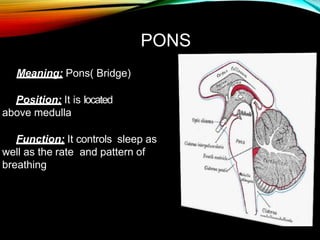 Pyramids Pons Neuro anatomy | PPTX