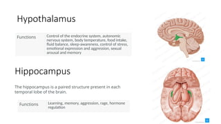 NEUROANATOMY In anatomy detailed ppt.pptx