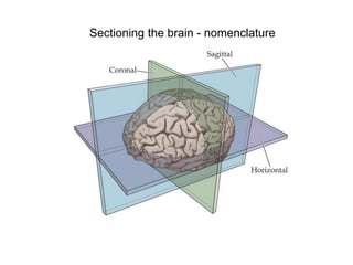 Comprehensive Neuroanatomy Overview: Brain, Spinal Cord, and Functional ...