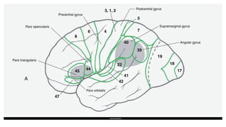 Comprehensive Overview of Brain Anatomy and Functional Neuroanatomy | PPTX