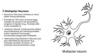 Axon Classifications Neuroanatomy: The Motor System, Neural Pathways & Spinal Cord Function ...