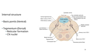 Neuroanatomy- Anatomy brainstem and function LK.pptx