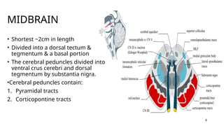 Neuroanatomy- Anatomy brainstem and function LK.pptx
