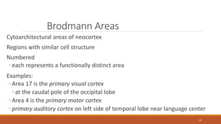 Neocortex Broadman Neuroanatomy i | PPTX