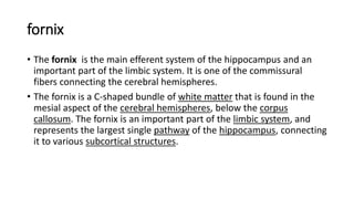 Comprehensive Overview of the Limbic System: Memory, Emotion, and ...