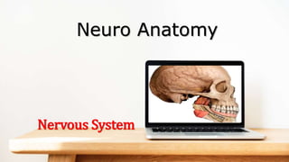 Neuro Anatomy
Nervous System
 