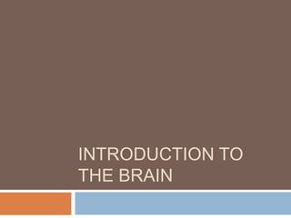 INTRODUCTION TO
THE BRAIN
 