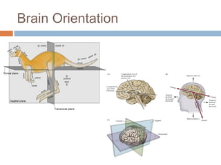Neuroanatomy%20%28 orientation%2c%20forebrain%290 | PPT