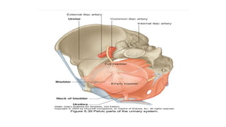 NEUROANATOMY AND APPLIED ANATOMY OF BLADDER.pptx