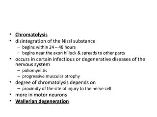 • Chromatolysis
• disintegration of the Nissl substance
– begins within 24 – 48 hours
– begins near the axon hillock & spreads to other parts
• occurs in certain infectious or degenerative diseases of the
nervous system
– poliomyelitis
– progressive muscular atrophy
• degree of chromatolysis depends on
– proximity of the site of injury to the nerve cell
• more in motor neurons
• Wallerian degeneration
 