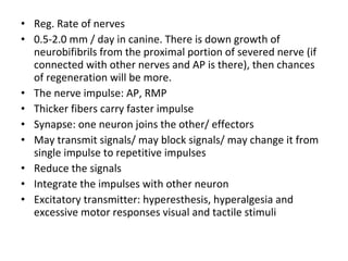 • Reg. Rate of nerves
• 0.5-2.0 mm / day in canine. There is down growth of
neurobifibrils from the proximal portion of severed nerve (if
connected with other nerves and AP is there), then chances
of regeneration will be more.
• The nerve impulse: AP, RMP
• Thicker fibers carry faster impulse
• Synapse: one neuron joins the other/ effectors
• May transmit signals/ may block signals/ may change it from
single impulse to repetitive impulses
• Reduce the signals
• Integrate the impulses with other neuron
• Excitatory transmitter: hyperesthesis, hyperalgesia and
excessive motor responses visual and tactile stimuli
 