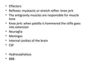 • Effectors
• Reflexes: myotactic or stretch reflex- knee jerk
• The antigravity muscles are responsible for muscle
tone
• Knee jerk: when patella is hammered the stifle goes
into extension
• Neuroglia
• Meninges
• Internal cavities of the brain
• CSF
• Hydrocephalous
• BBB
 