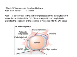 •Blood CSF barrier-----At the choroid plexus
•CSF brain barrier------- at the CSF
•BBB--- Is actually due to the pedicular processes of the astrocytes which
cover the capillaries of the CNS. These interposition of the glial cells
provides the selectivity of the entrance of materials into the CNS tissue.
 