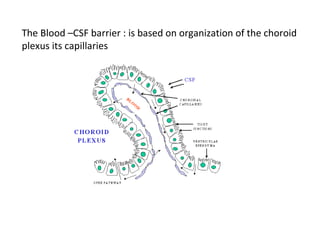The Blood –CSF barrier : is based on organization of the choroid
plexus its capillaries
 