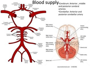 Blood supply•Cerebrum: Anterior , middle
and posterior cerebral
arteries
•Cerebellar: Anterior and
posterior cerebellar artery
 