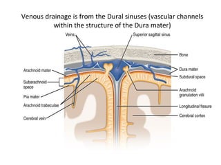 Venous drainage is from the Dural sinuses (vascular channels
within the structure of the Dura mater)
 