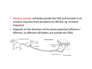 • Sensory neuron: cell body outside the CNS and function is to
conduct impulses from periphery to CNS (for eg. Irritative
impulses)
• Depends on the direction of the action potential (afferent /
efferent, so afferent cell bodies are outside the CNS)
 