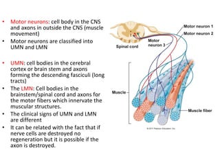 • Motor neurons: cell body in the CNS
and axons in outside the CNS (muscle
movement)
• Motor neurons are classified into
UMN and LMN
• UMN: cell bodies in the cerebral
cortex or brain stem and axons
forming the descending fasciculi (long
tracts)
• The LMN: Cell bodies in the
brainstem/spinal cord and axons for
the motor fibers which innervate the
muscular structures.
• The clinical signs of UMN and LMN
are different
• It can be related with the fact that if
nerve cells are destroyed no
regeneration but it is possible if the
axon is destroyed.
 