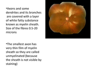 •Axons and some
dendrites and its branches
are covered with a layer
of white fatty substance
known as myelin sheath.
Size of the fibres 0.5-20
microns
•The smallest axon has
very thin film of myelin
sheath so they are called
unmyelinated (because
the sheath is not visible by
staining)
 