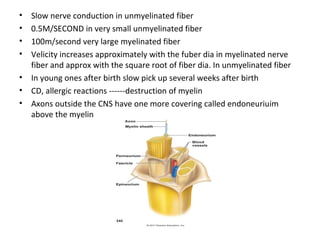 • Slow nerve conduction in unmyelinated fiber
• 0.5M/SECOND in very small unmyelinated fiber
• 100m/second very large myelinated fiber
• Velicity increases approximately with the fuber dia in myelinated nerve
fiber and approx with the square root of fiber dia. In unmyelinated fiber
• In young ones after birth slow pick up several weeks after birth
• CD, allergic reactions ------destruction of myelin
• Axons outside the CNS have one more covering called endoneuriuim
above the myelin
 